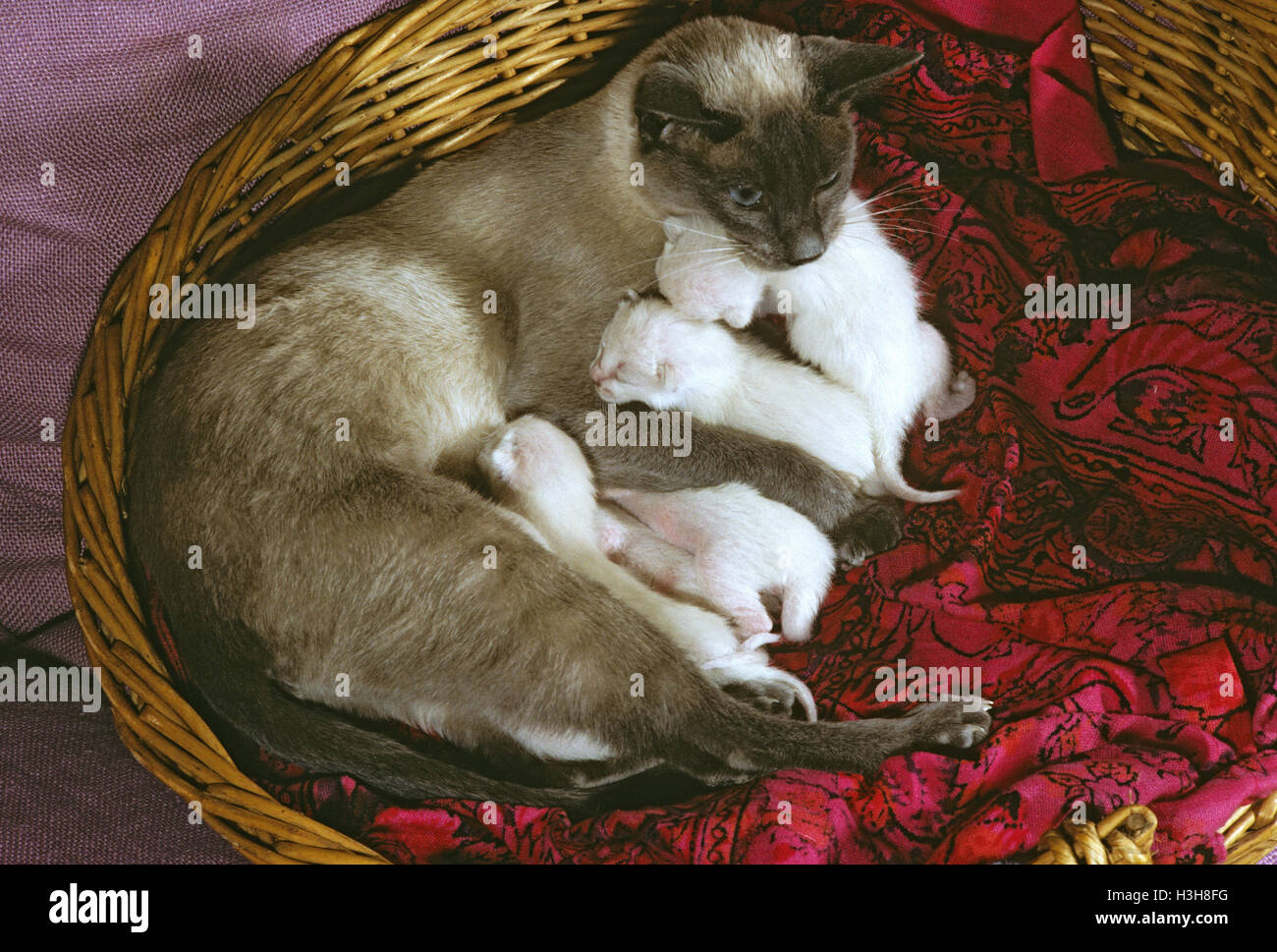 Chat domestique (Felis catus) Banque D'Images