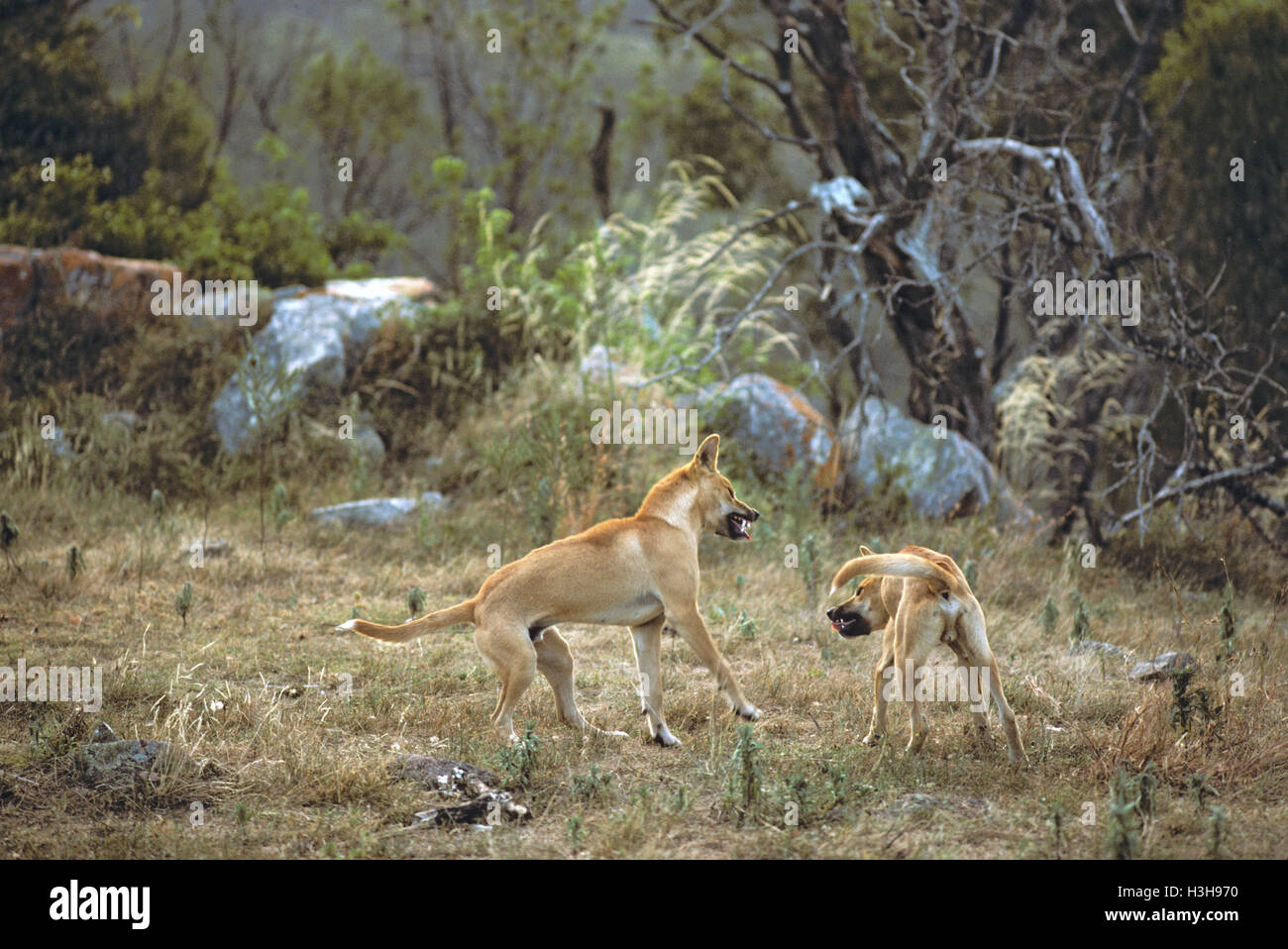 Dingo (canis dingo) Banque D'Images