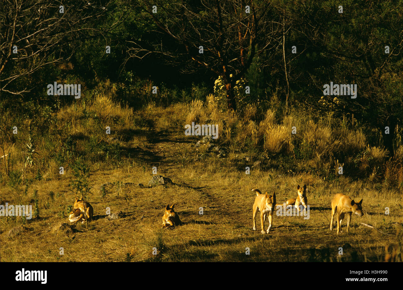 Dingo (Canis dingo) Banque D'Images