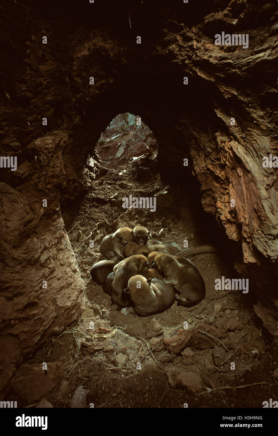 Dingo (canis dingo) Banque D'Images