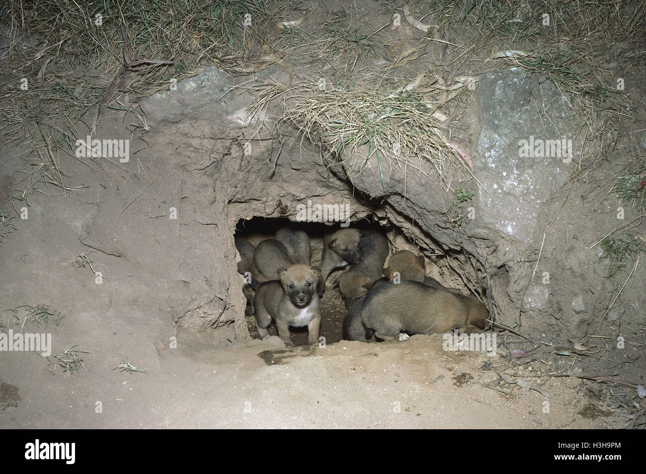 Dingo (canis dingo) Banque D'Images