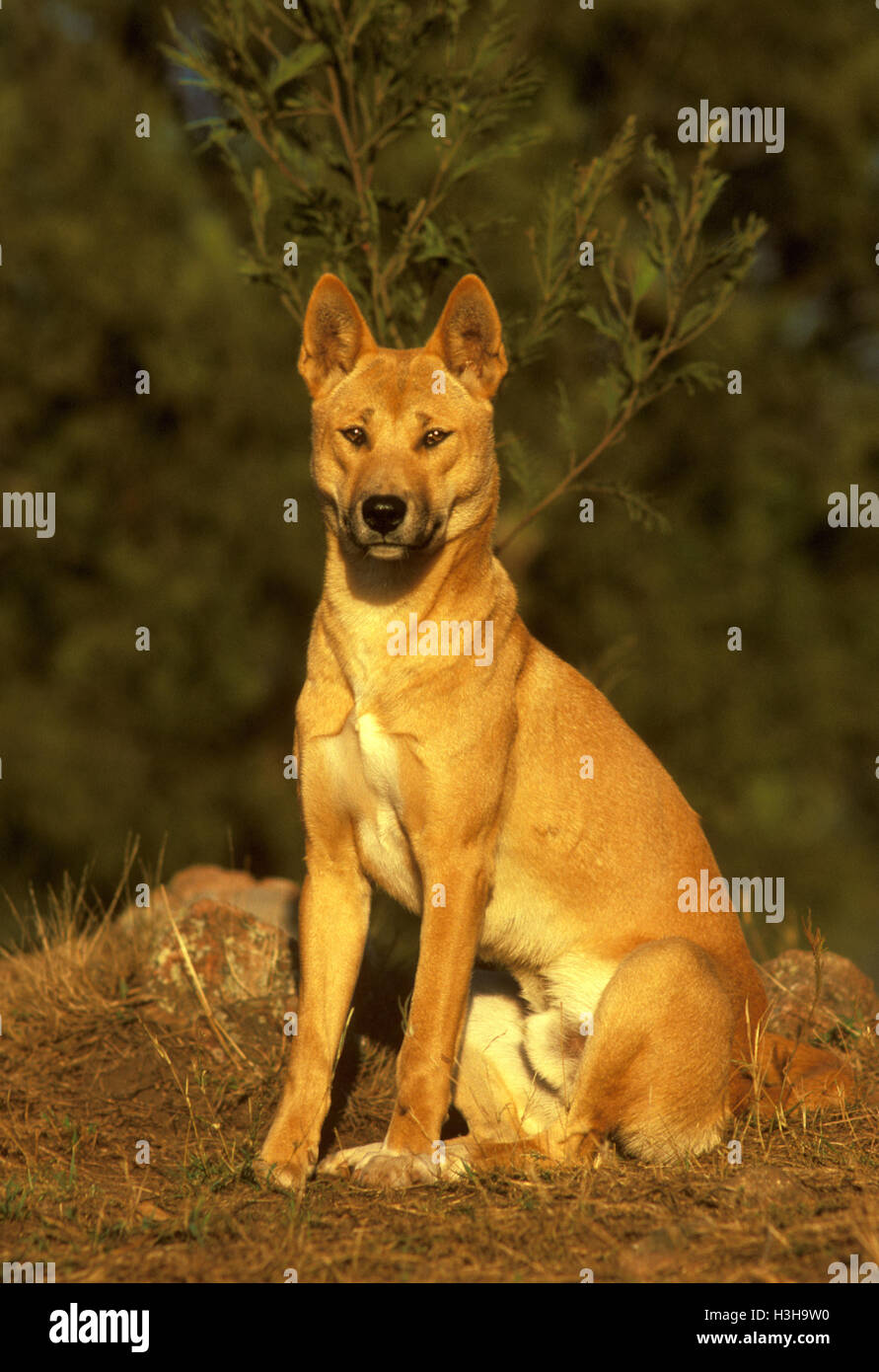 Dingo (canis dingo) Banque D'Images