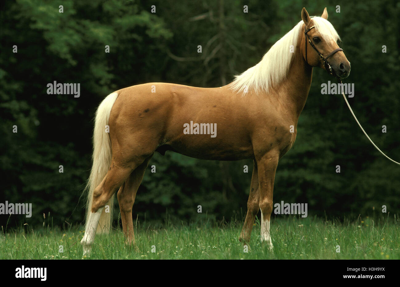 Le Cheval (Equus caballus) Banque D'Images