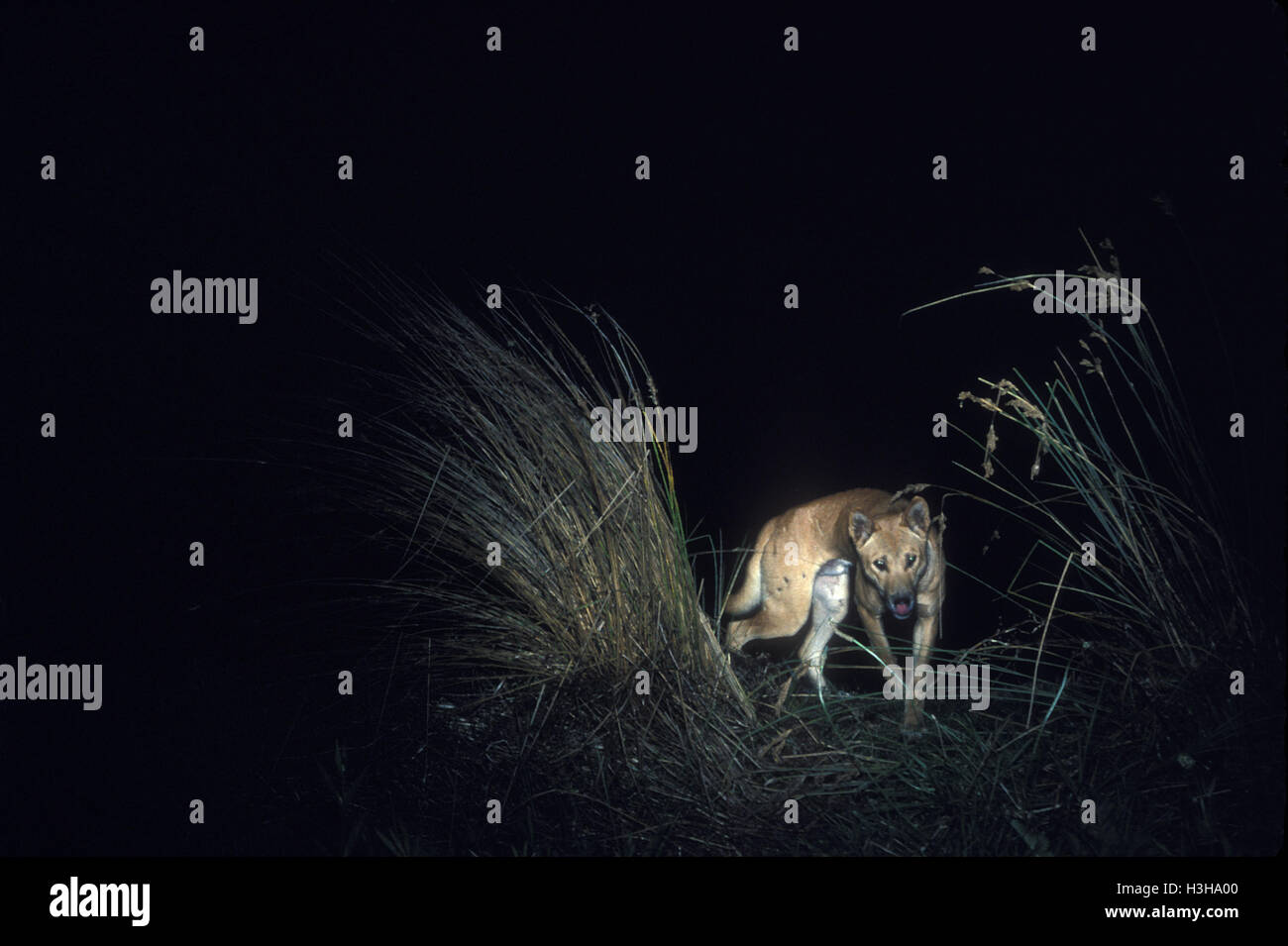 Dingo (Canis dingo) Banque D'Images