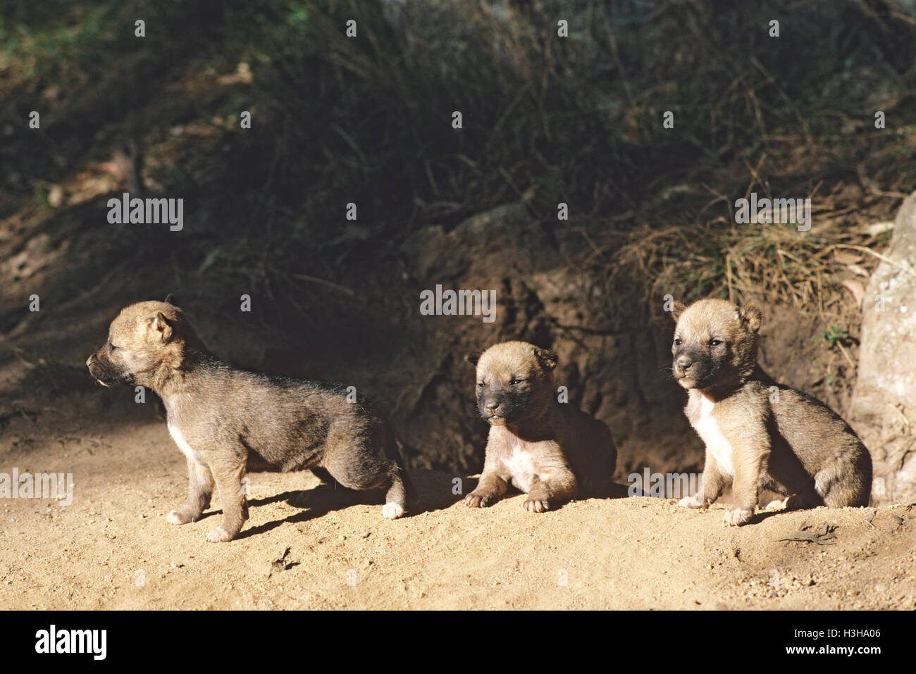 Dingo (canis dingo) Banque D'Images