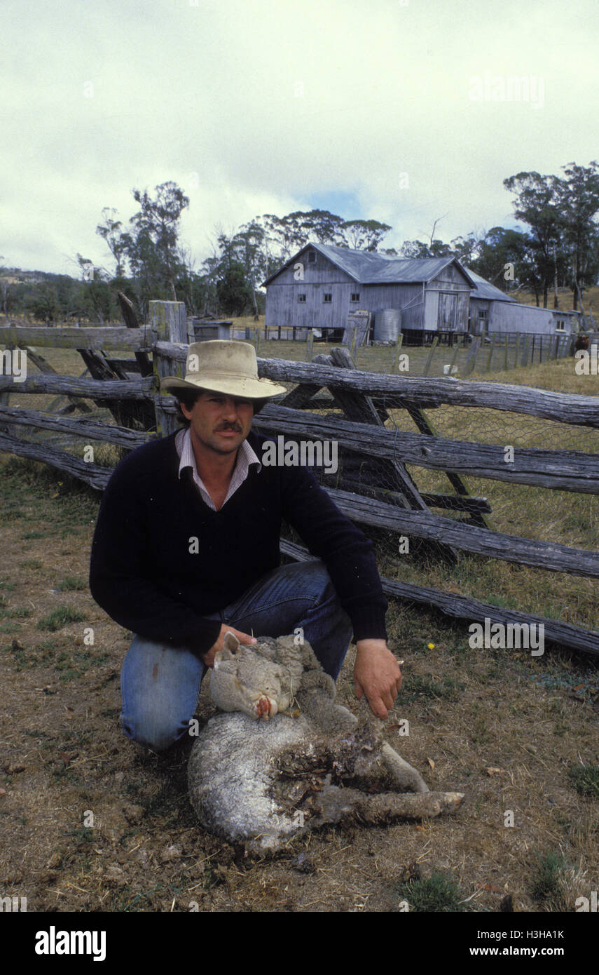Agriculteur avec un mouton qui a été attaqué par un dingo. Banque D'Images