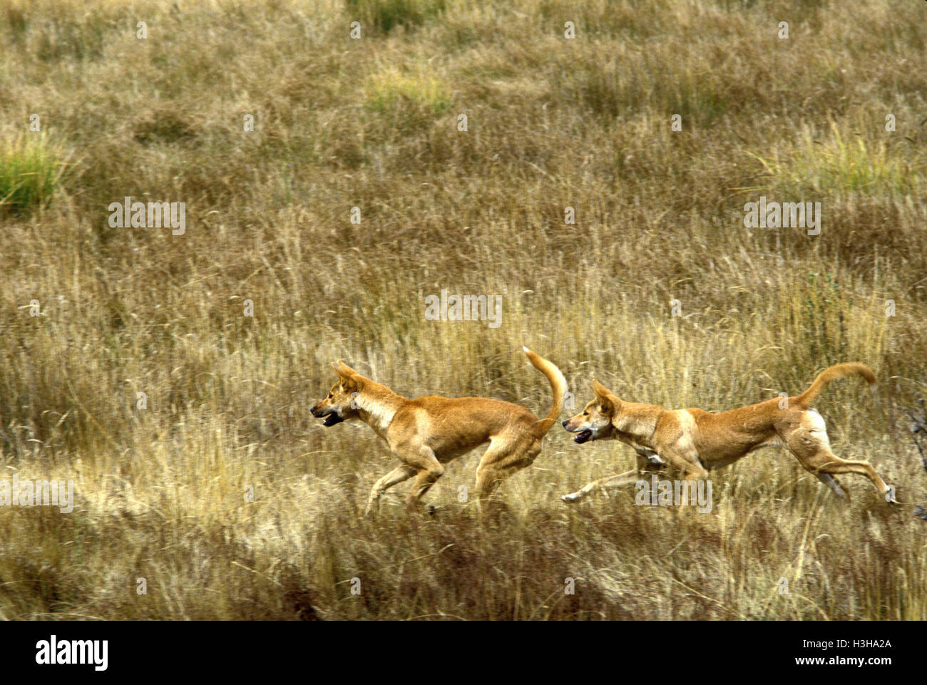 Dingo (canis dingo) Banque D'Images