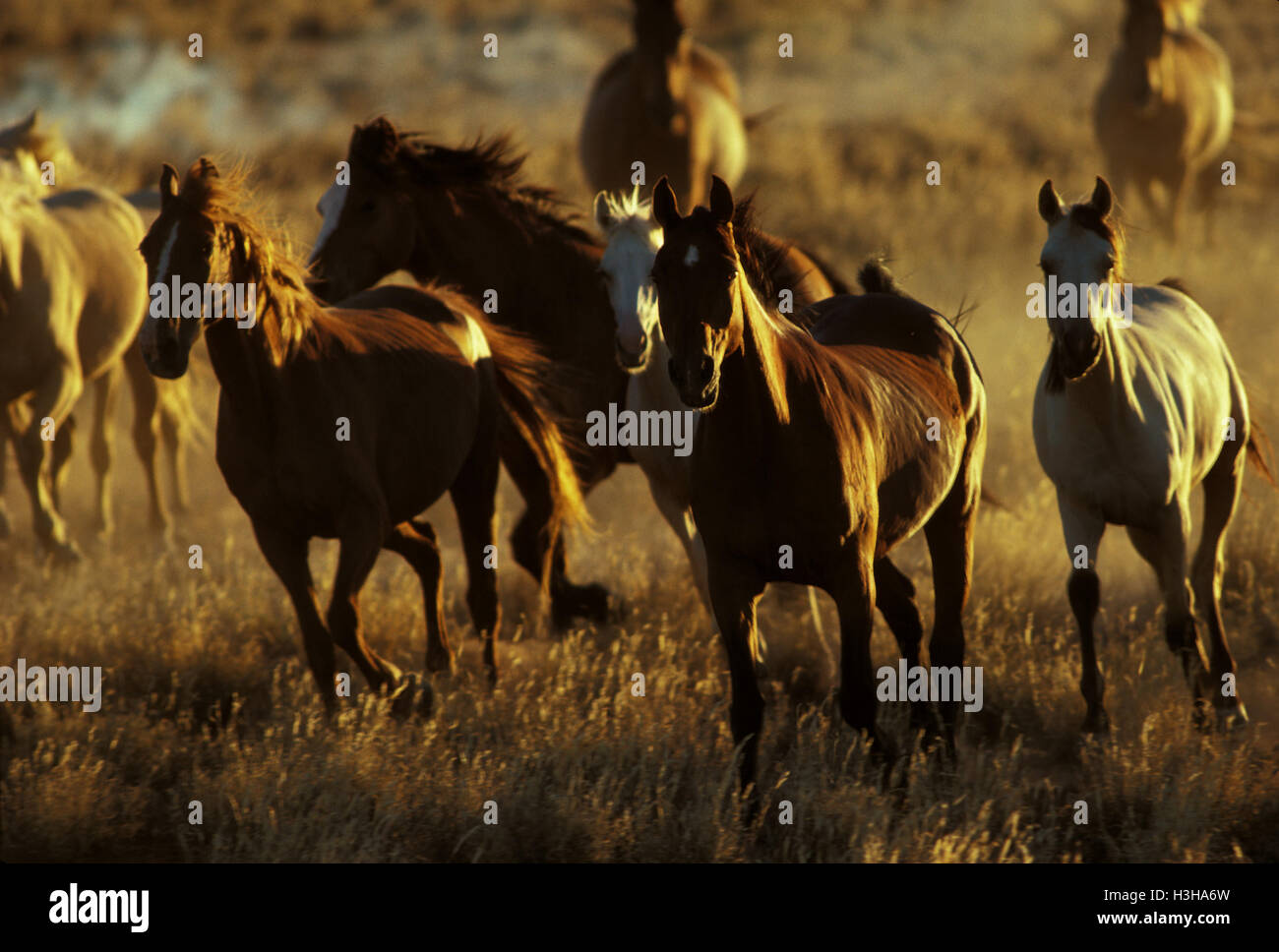Le Cheval (Equus caballus) Banque D'Images
