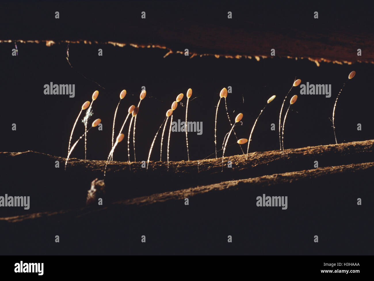 Chrysope verte (mallada signata) Banque D'Images