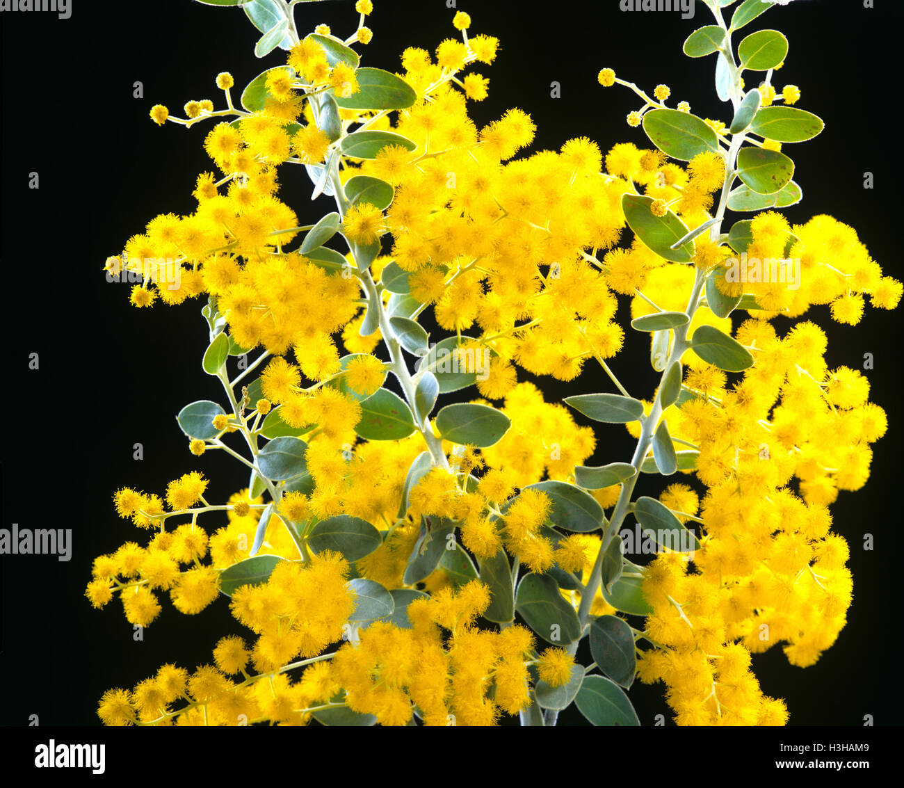 L'argent du Queensland (Acacia Acacia podalyriifolia) Banque D'Images