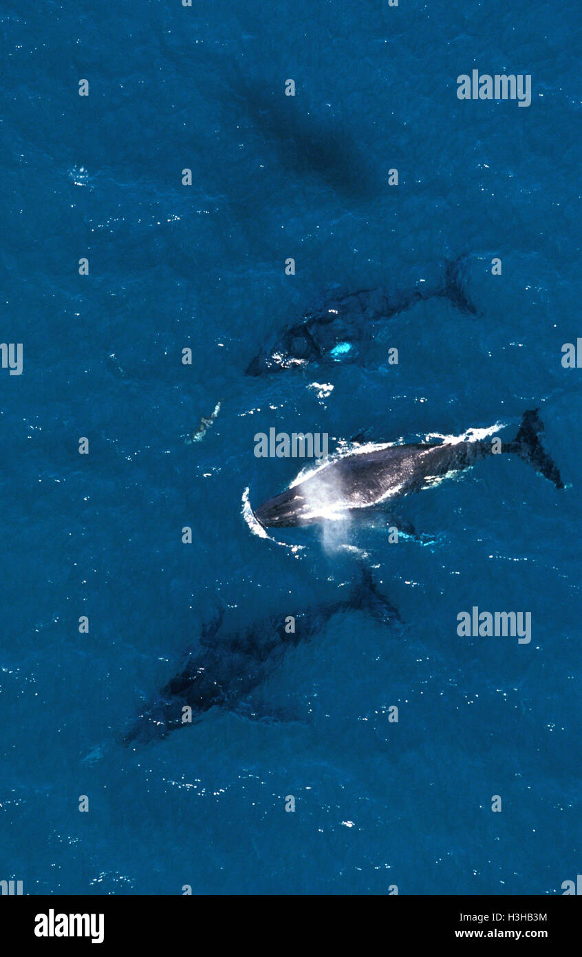 Baleine à bosse (Megaptera novaeangliae) Banque D'Images