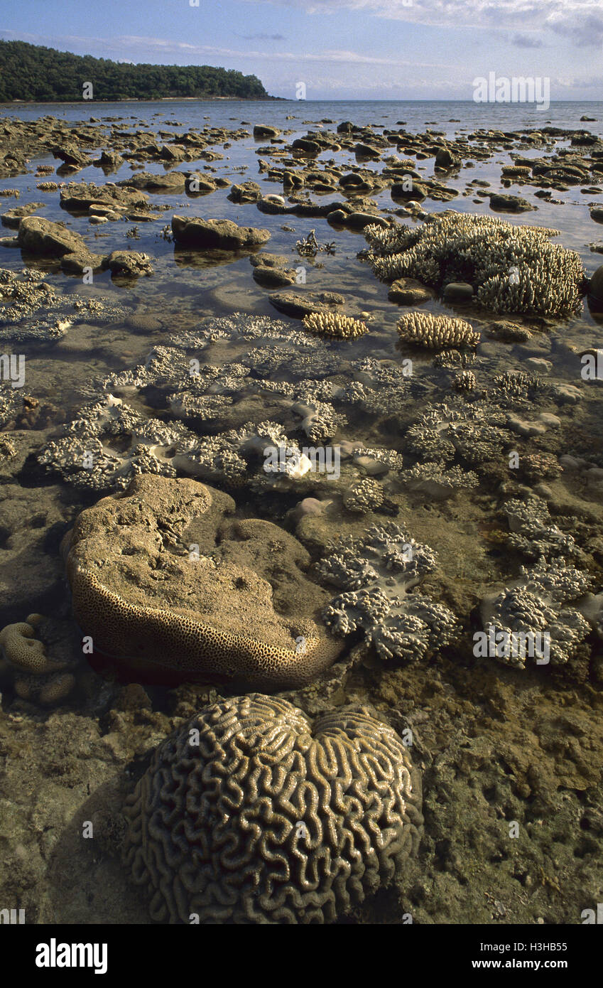 Des coraux durs et mous découverte à marée basse. Banque D'Images