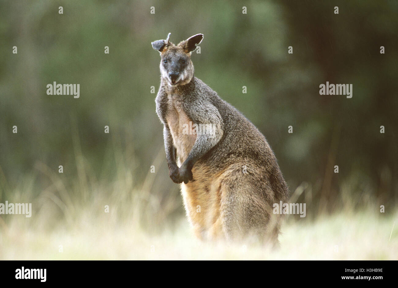 Swamp wallaby (Wallabia bicolor) Banque D'Images