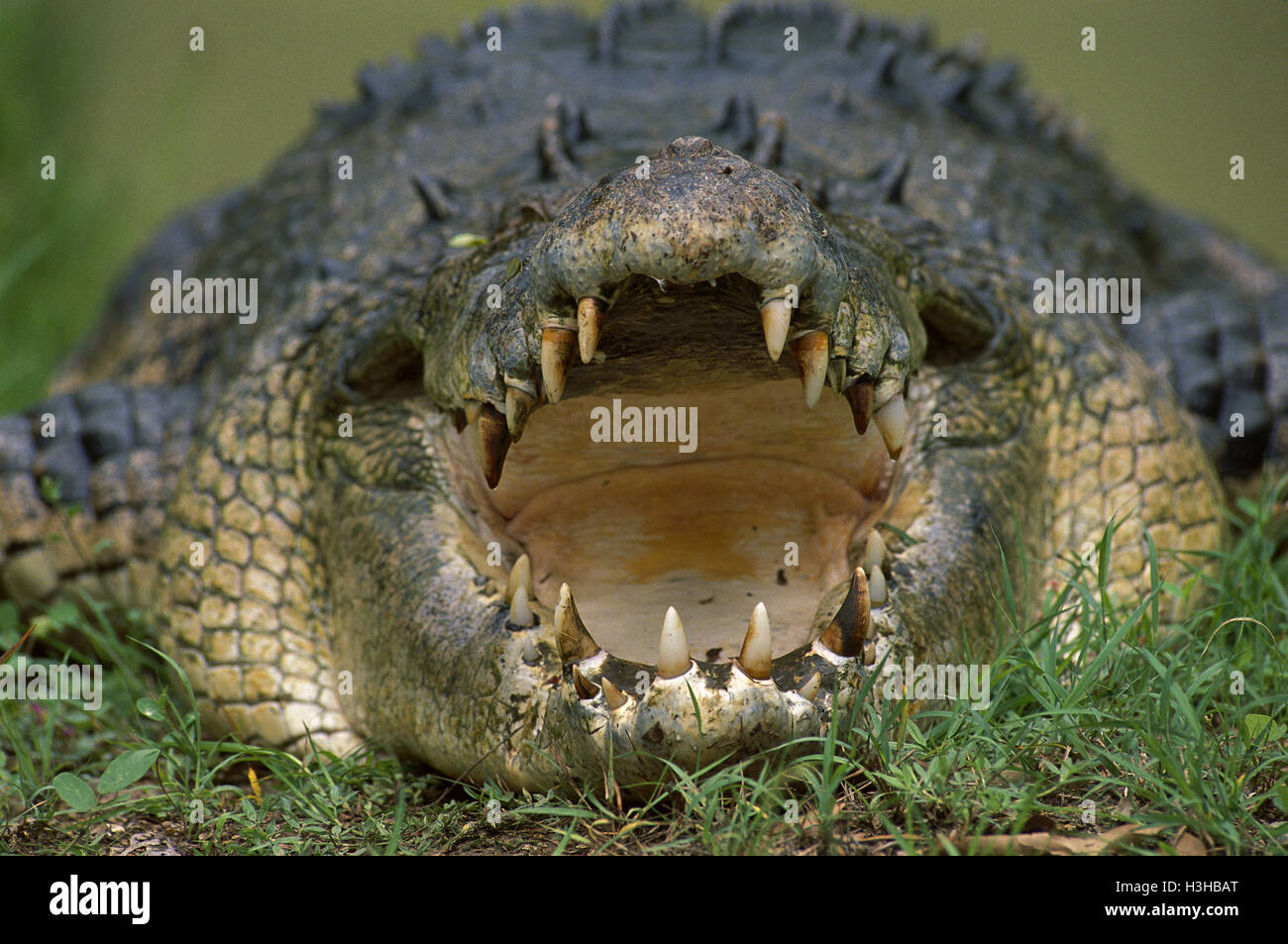 Estuarine crocodile (Crocodylus porosus) Banque D'Images