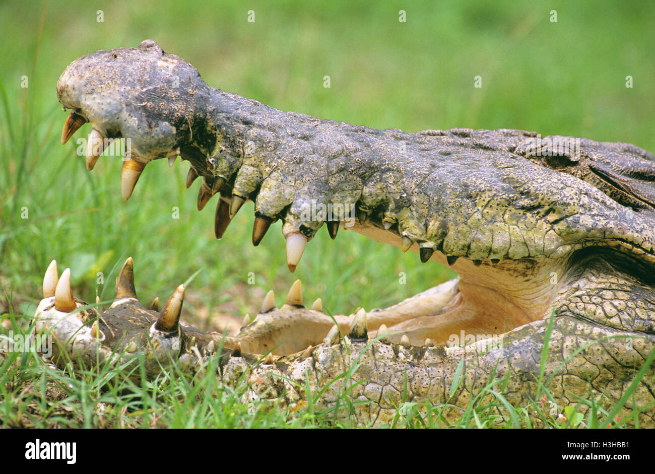 Estuarine crocodile (Crocodylus porosus) Banque D'Images