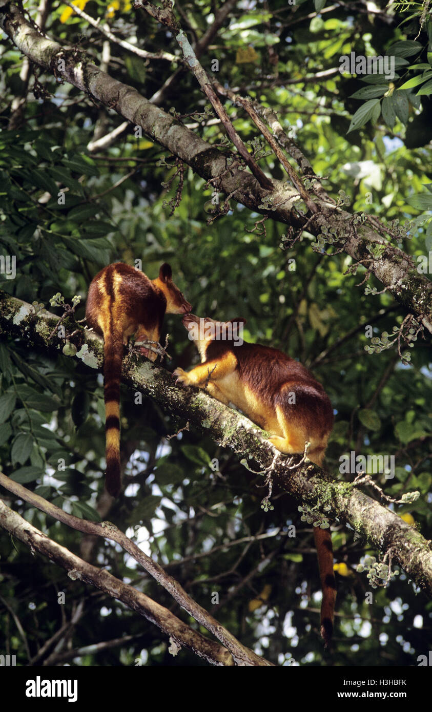 Arbre généalogique de Goodfellow (Dendrolagus goodfellowi kangourou-) Banque D'Images