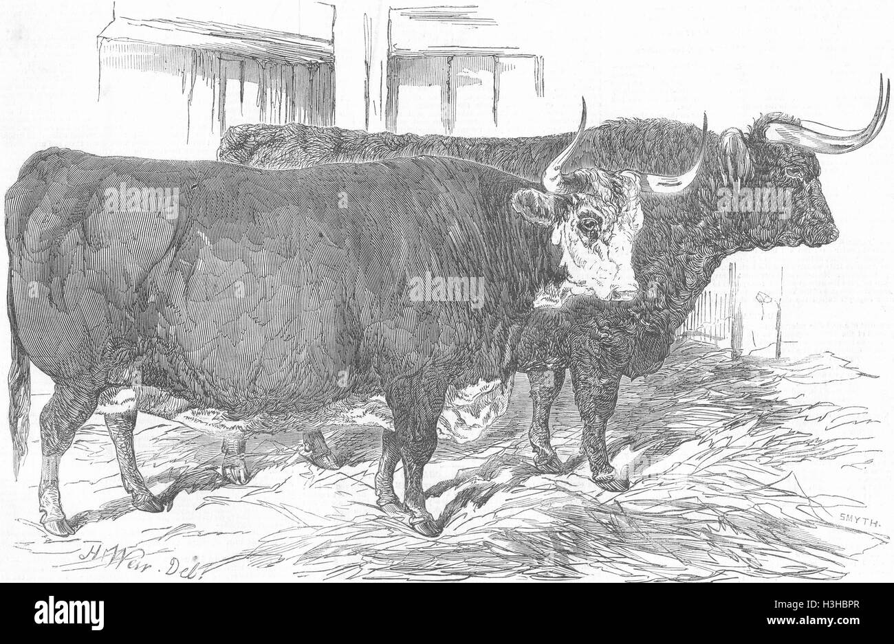 Les vaches Hereford & West Highland boeufs 1849. Illustrated London News Banque D'Images