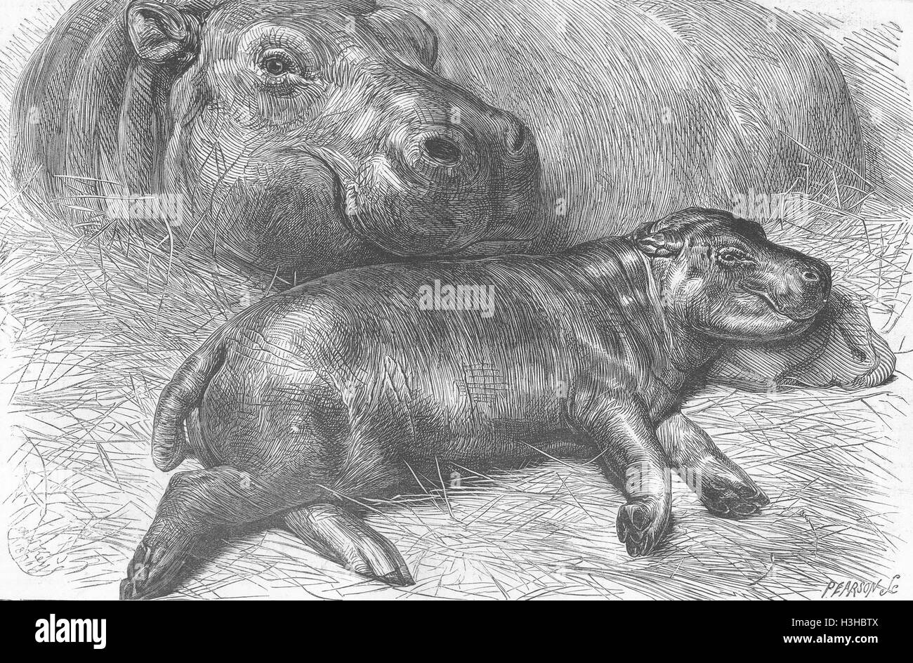 Bébé Hippopotame zoo des animaux, 1871. Le graphique Banque D'Images