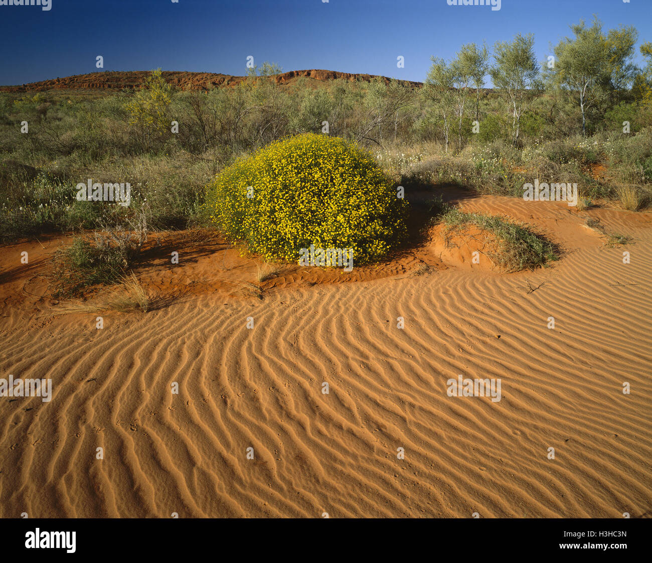 Dune de sable végétalisées Banque D'Images