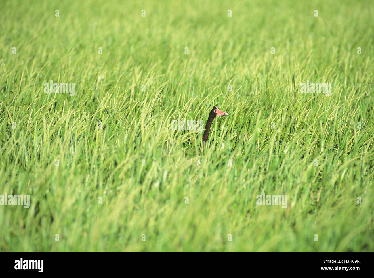 (Anseranas semipalmata goose magpie) Banque D'Images