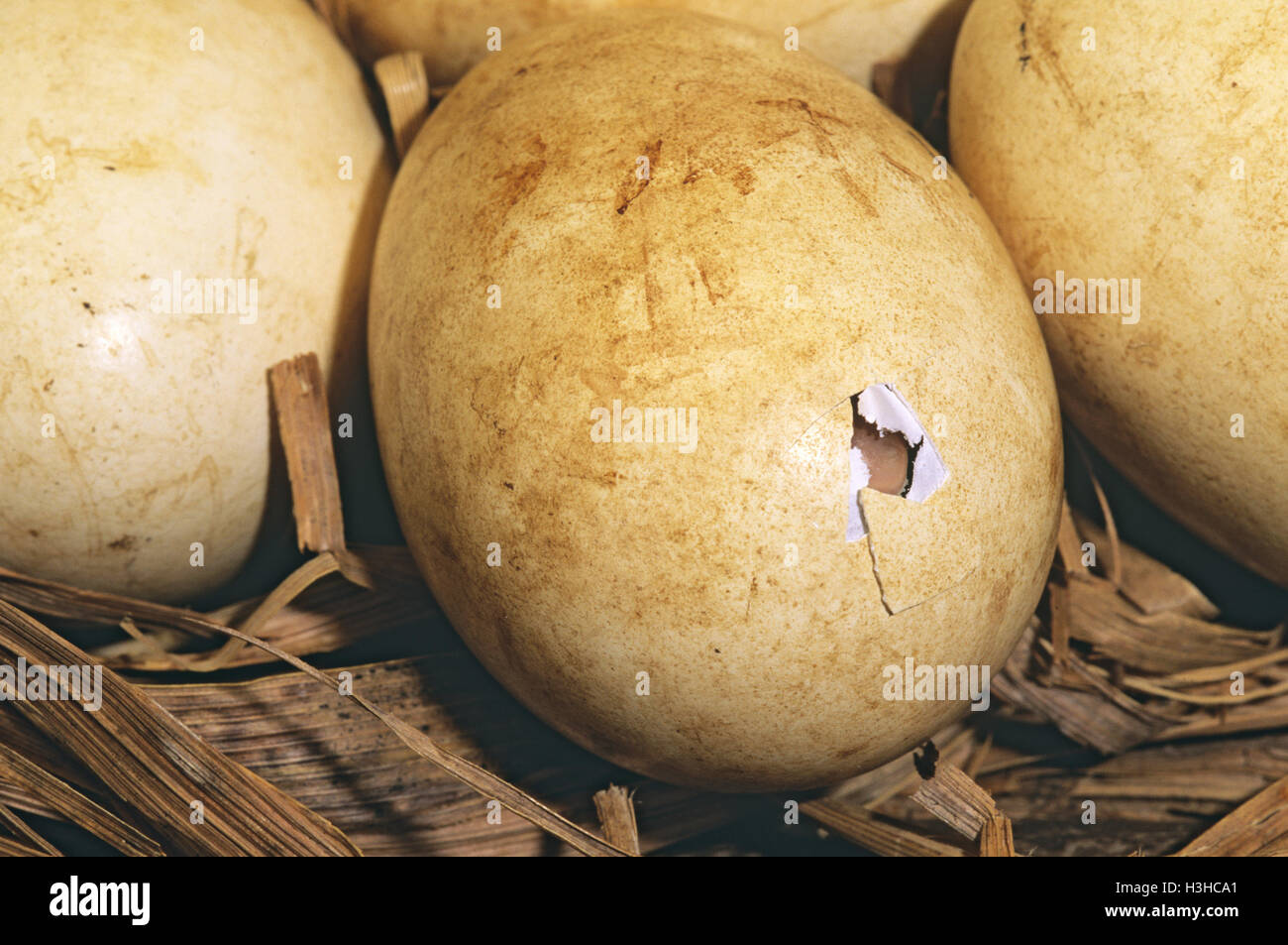 (Anseranas semipalmata goose magpie) Banque D'Images