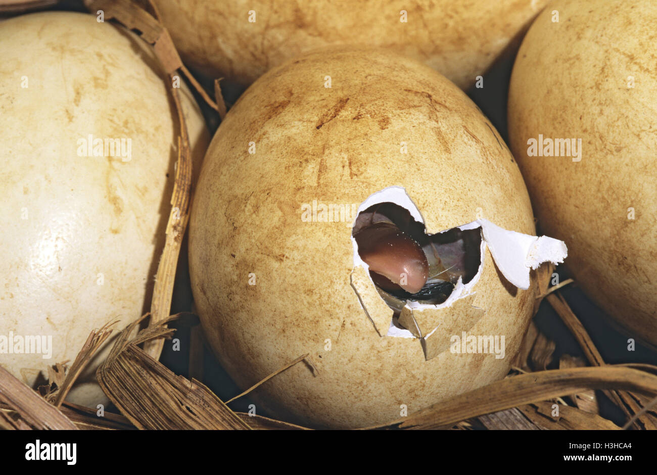 (Anseranas semipalmata goose magpie) Banque D'Images