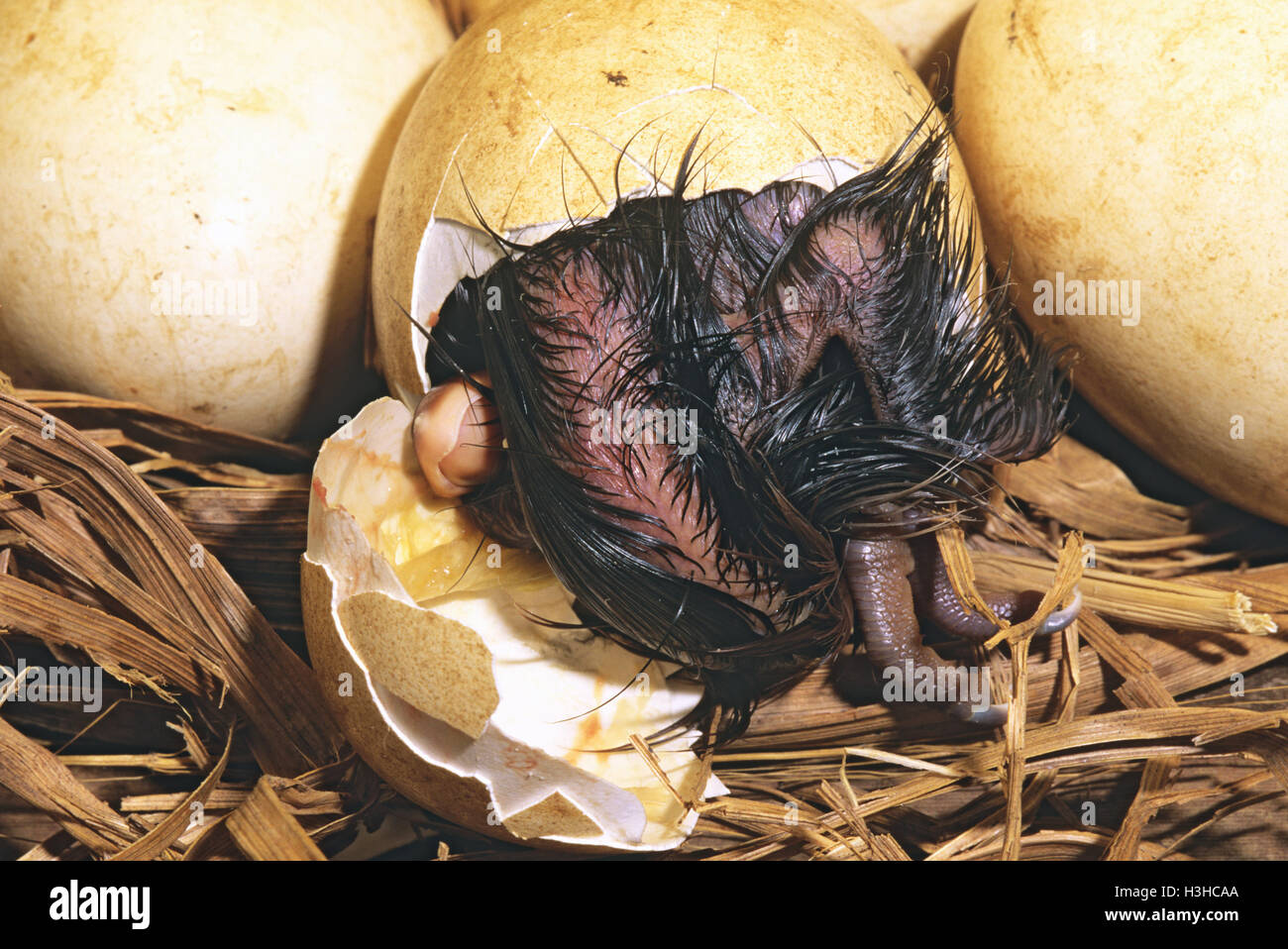(Anseranas semipalmata goose magpie) Banque D'Images