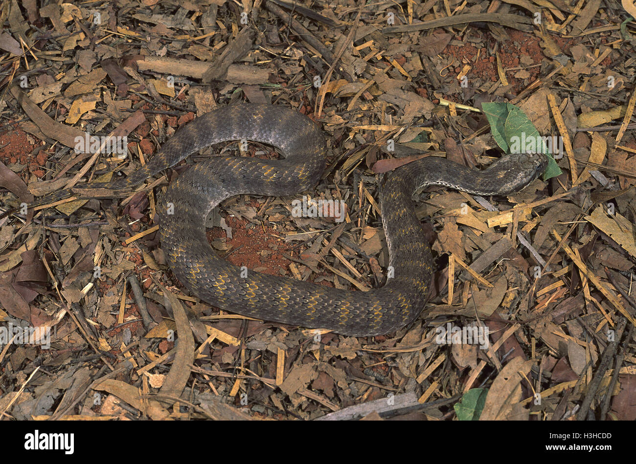 Le nord de death adder (acanthophis praelongus) Banque D'Images