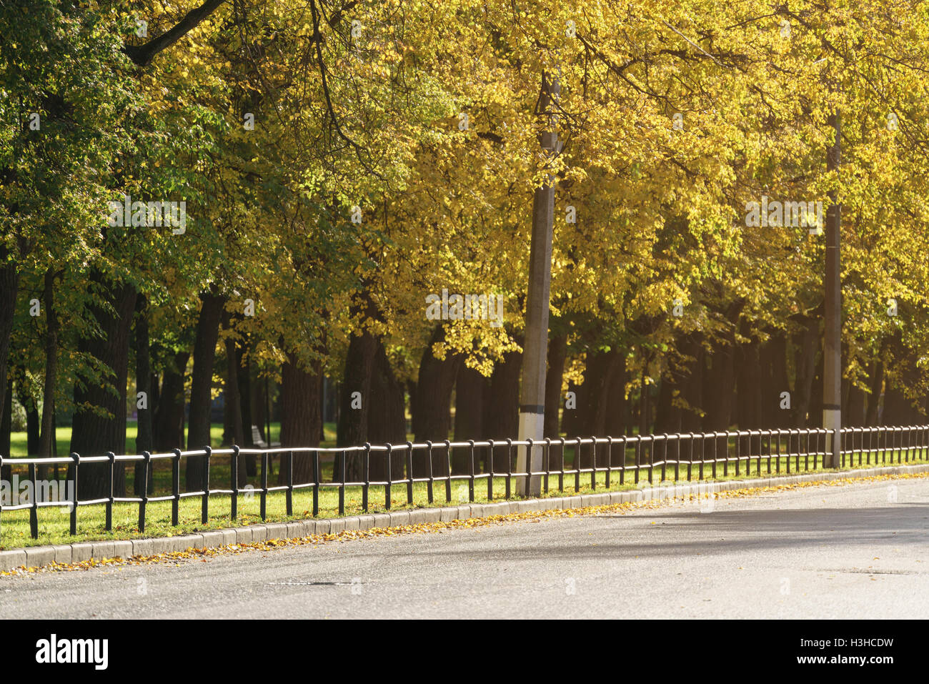 City Road avec linden alley sur l'arrière-plan Banque D'Images