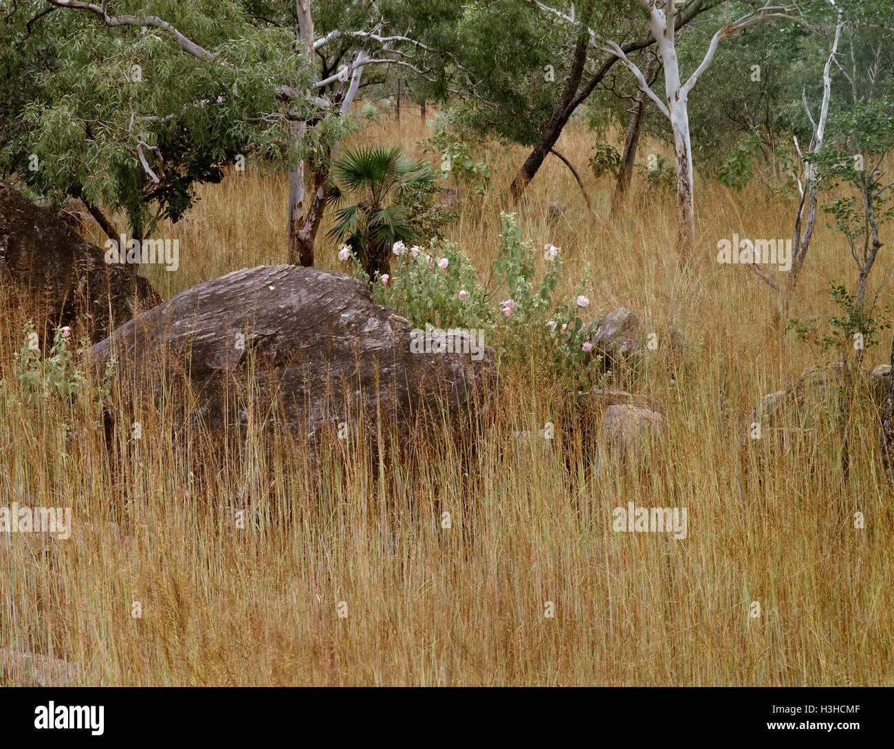 Habitat forestier tropical avec l'eucalyptus et de palmier sable hibiscus menzeliae. Banque D'Images