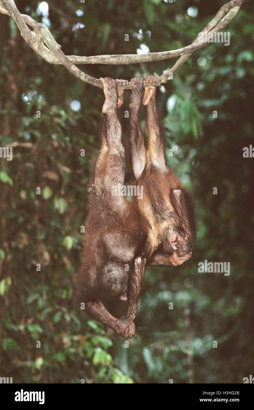 Orang-outan (pongo pygmaeus) Banque D'Images