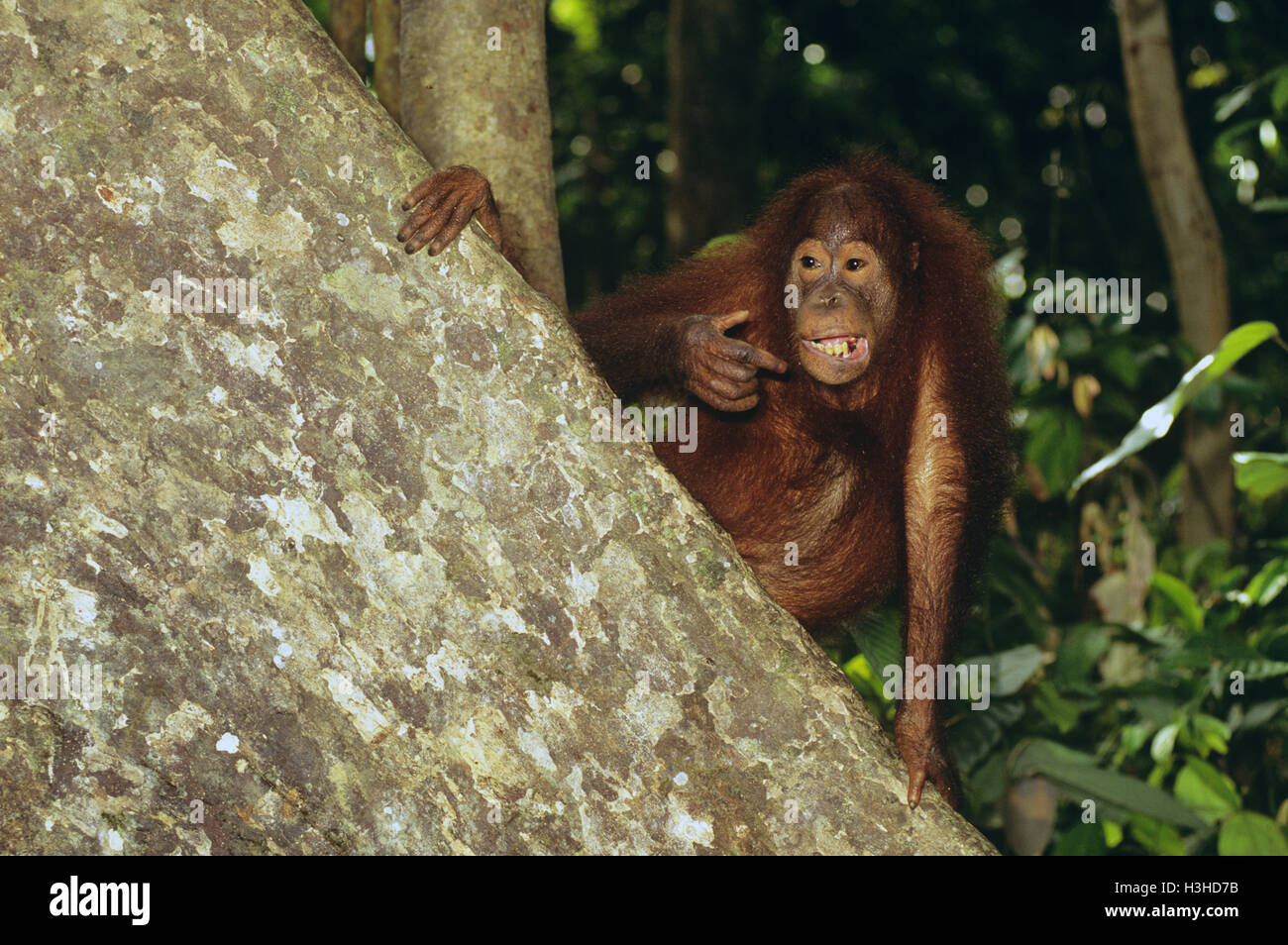 Orang-outan (pongo pygmaeus) Banque D'Images