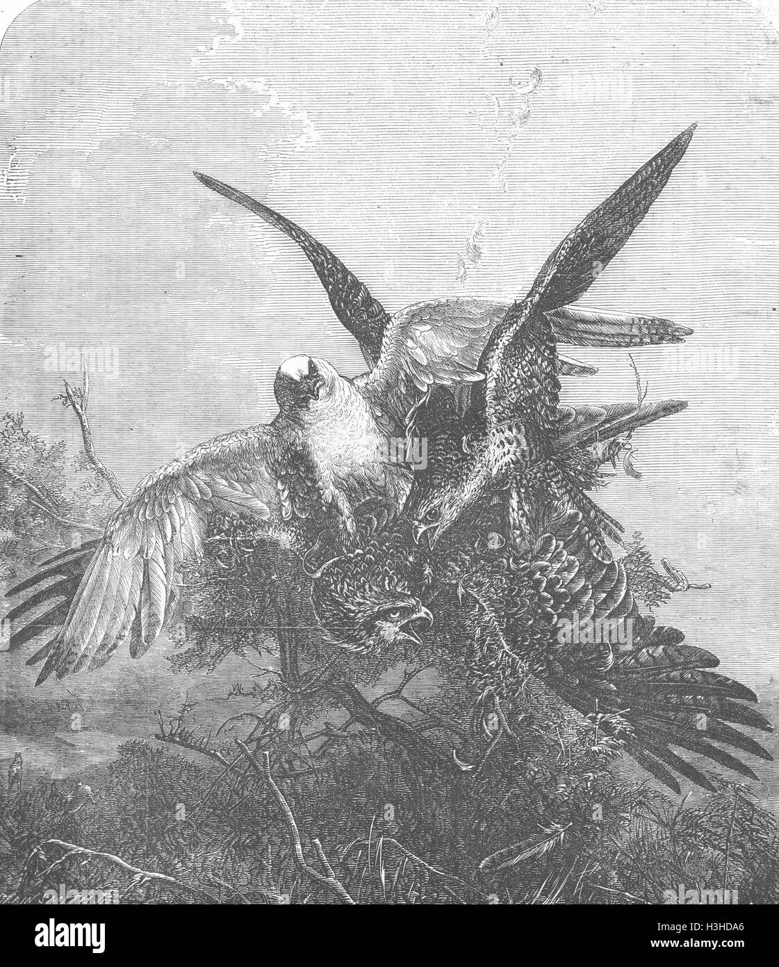 La recherche d'un kite oiseaux Gerfalcons 1856. Illustrated London News Banque D'Images