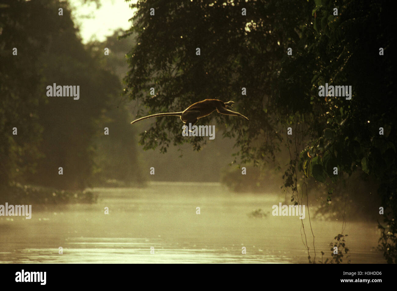 Proboscis Monkey (Nasalis larvatus) Banque D'Images