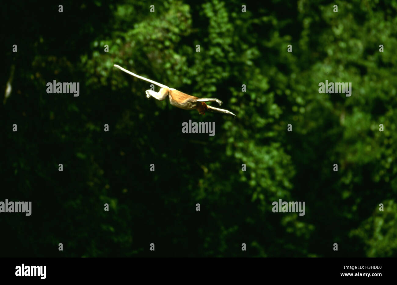 Proboscis Monkey (Nasalis larvatus) Banque D'Images