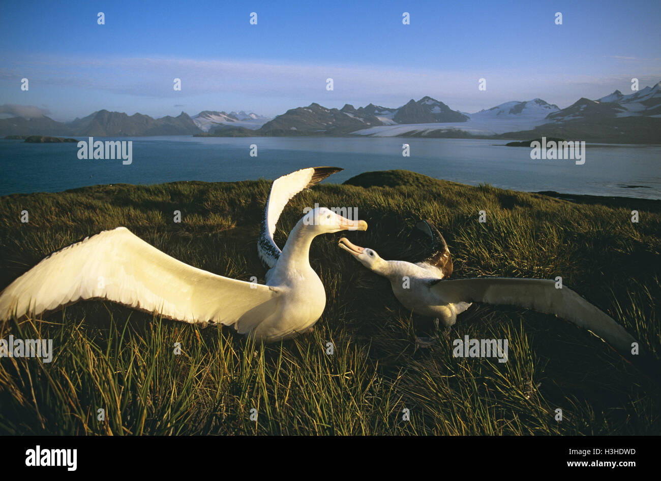 Albatros (Diomedea exulans) Banque D'Images