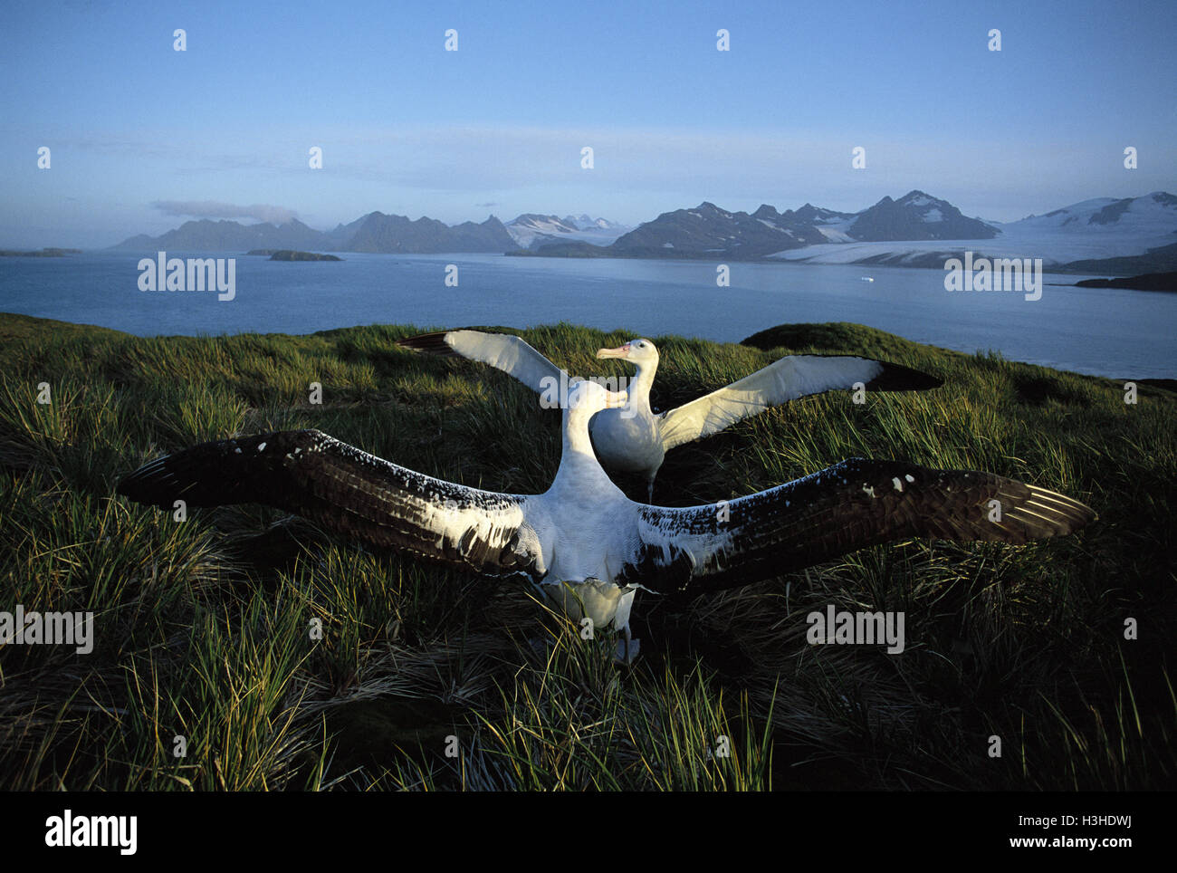 Albatros (Diomedea exulans) Banque D'Images