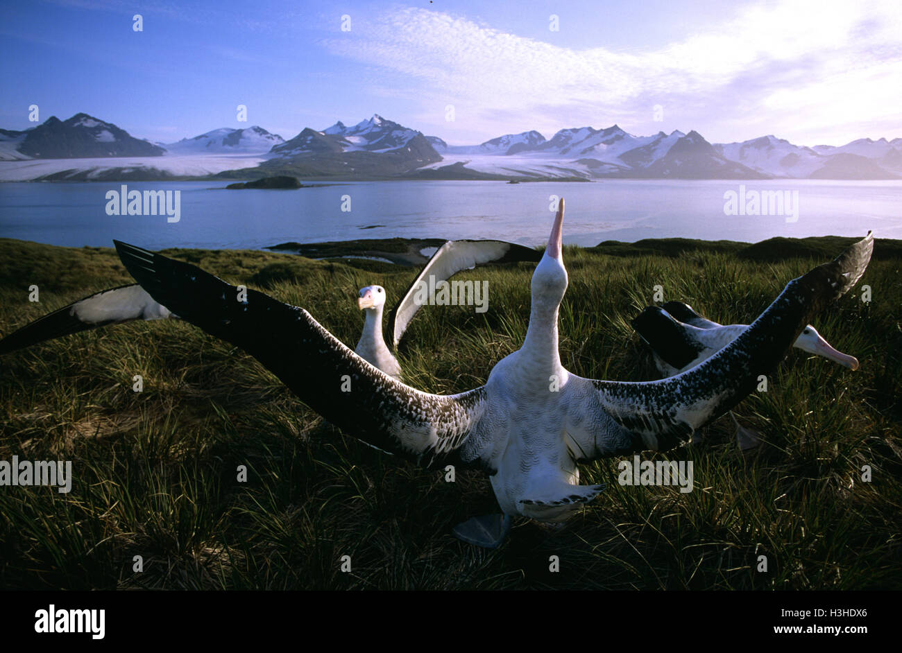Albatros (Diomedea exulans) Banque D'Images