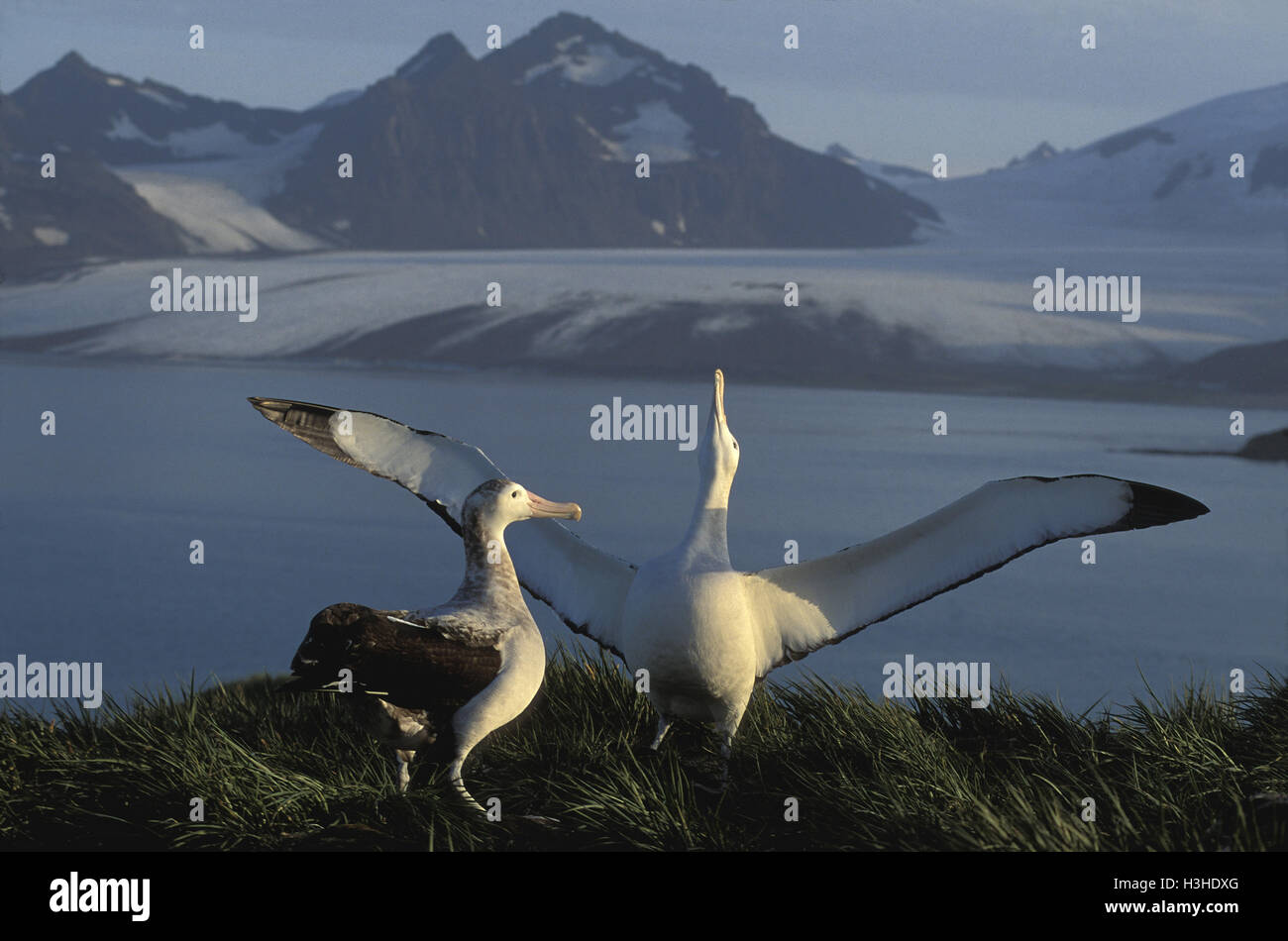 Albatros (Diomedea exulans) Banque D'Images