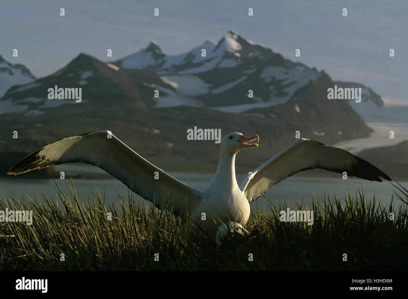 Albatros (Diomedea exulans) Banque D'Images
