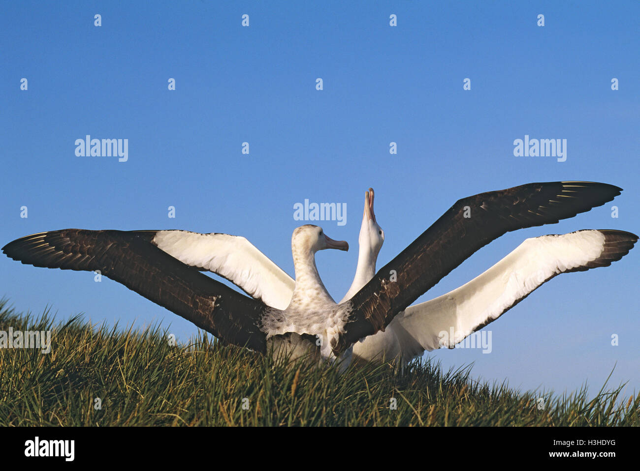 Albatros (Diomedea exulans) Banque D'Images