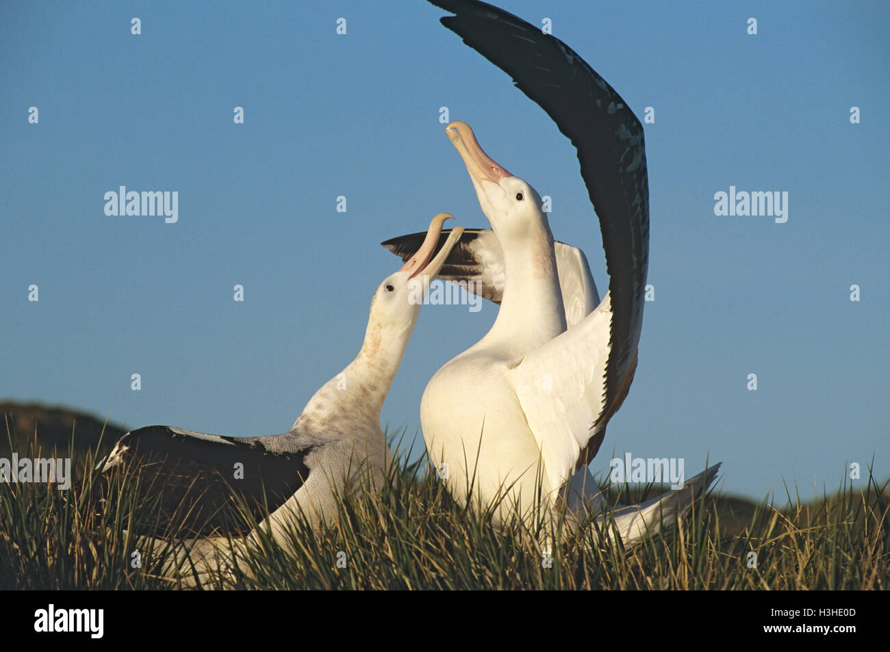 Albatros (Diomedea exulans) Banque D'Images