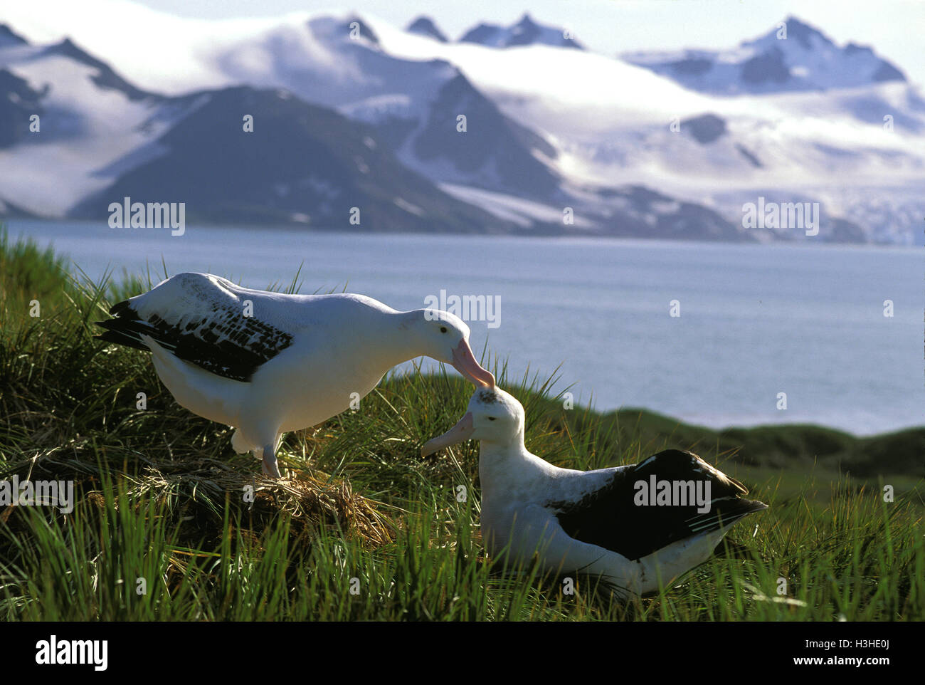 Albatros (Diomedea exulans) Banque D'Images