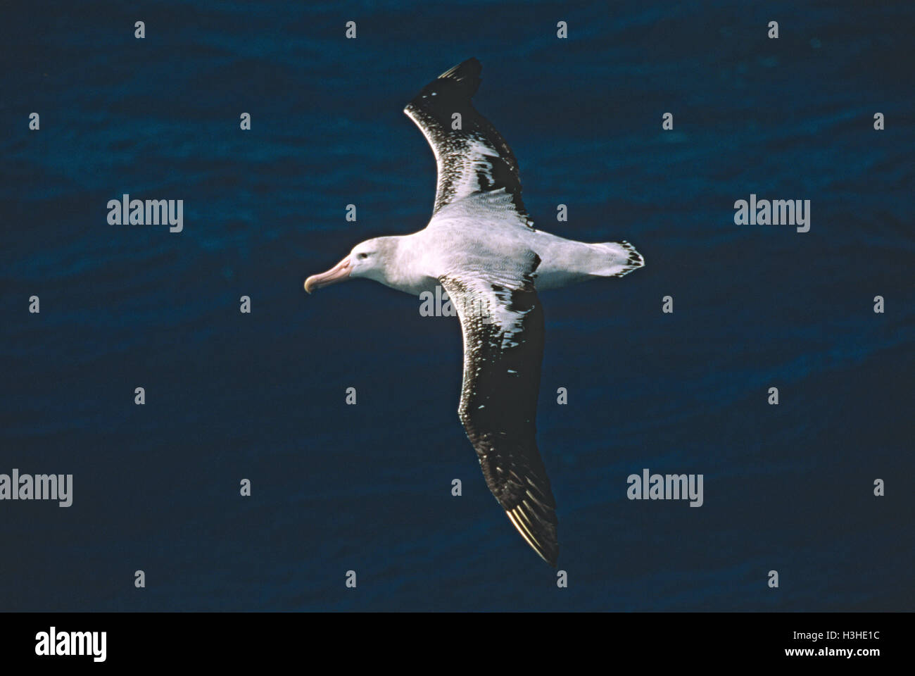 Albatros (Diomedea exulans) Banque D'Images