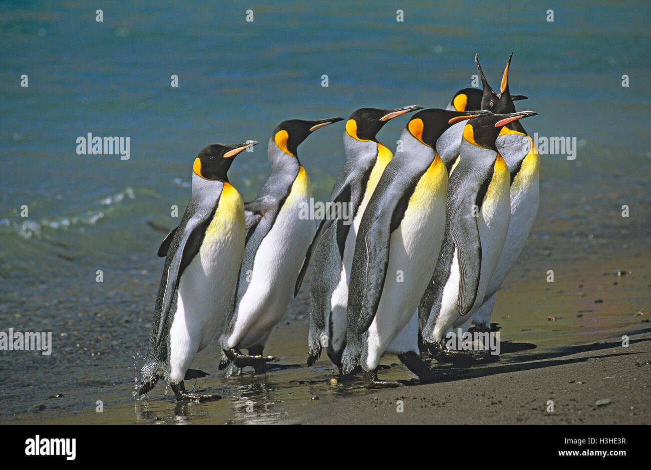 Manchot royal (Aptenodytes patagonicus) Banque D'Images