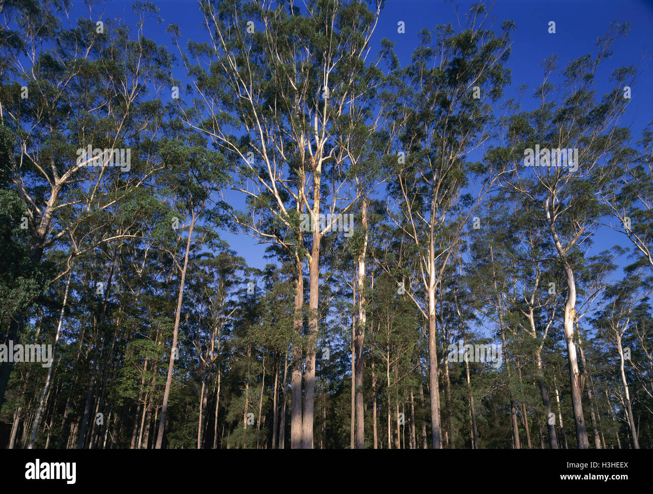 (Eucalyptus pilularis blackbutt) Banque D'Images