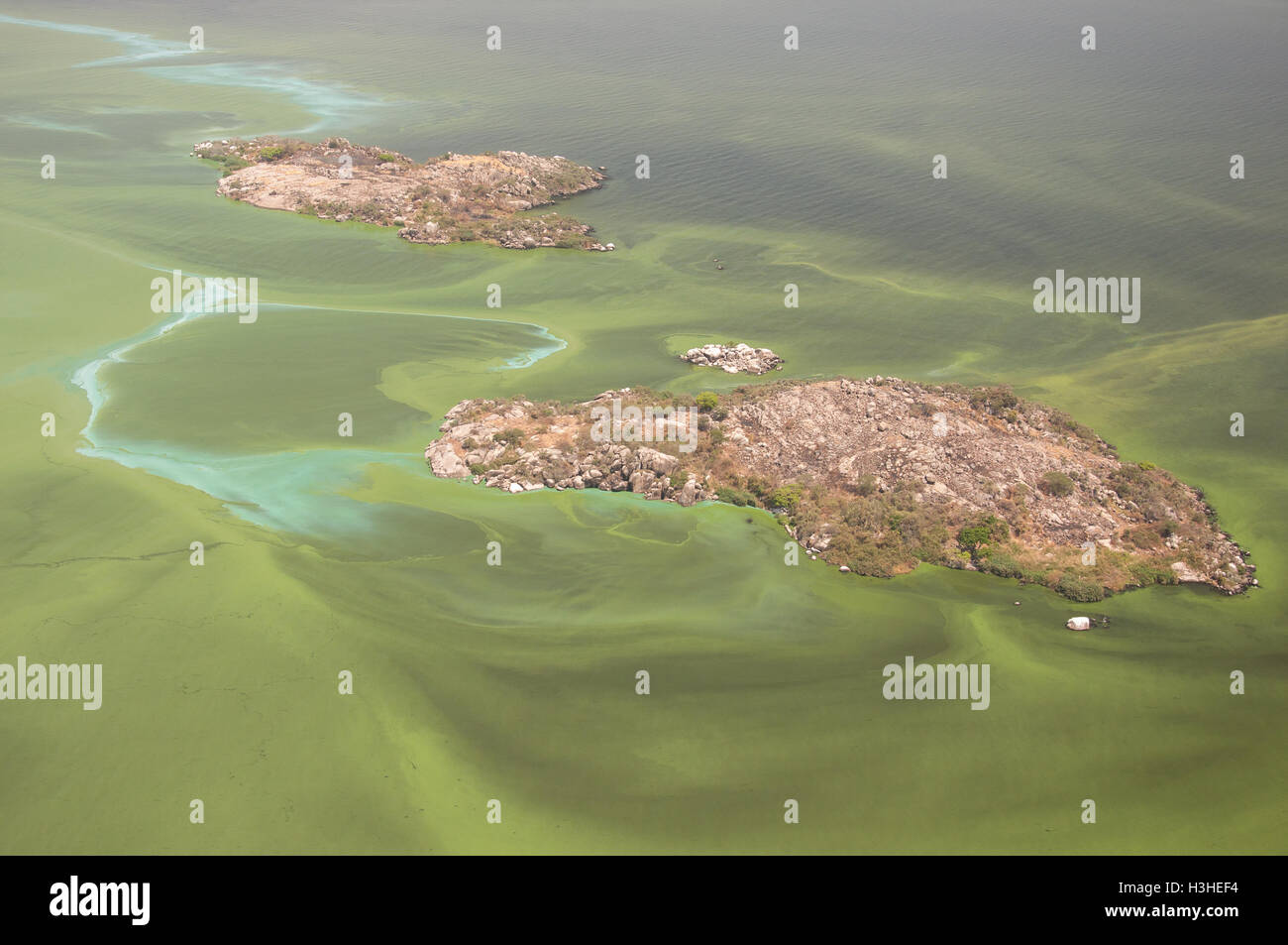 Vue aérienne du lac Victoria , floraison d'algues bleu-vert Banque D'Images
