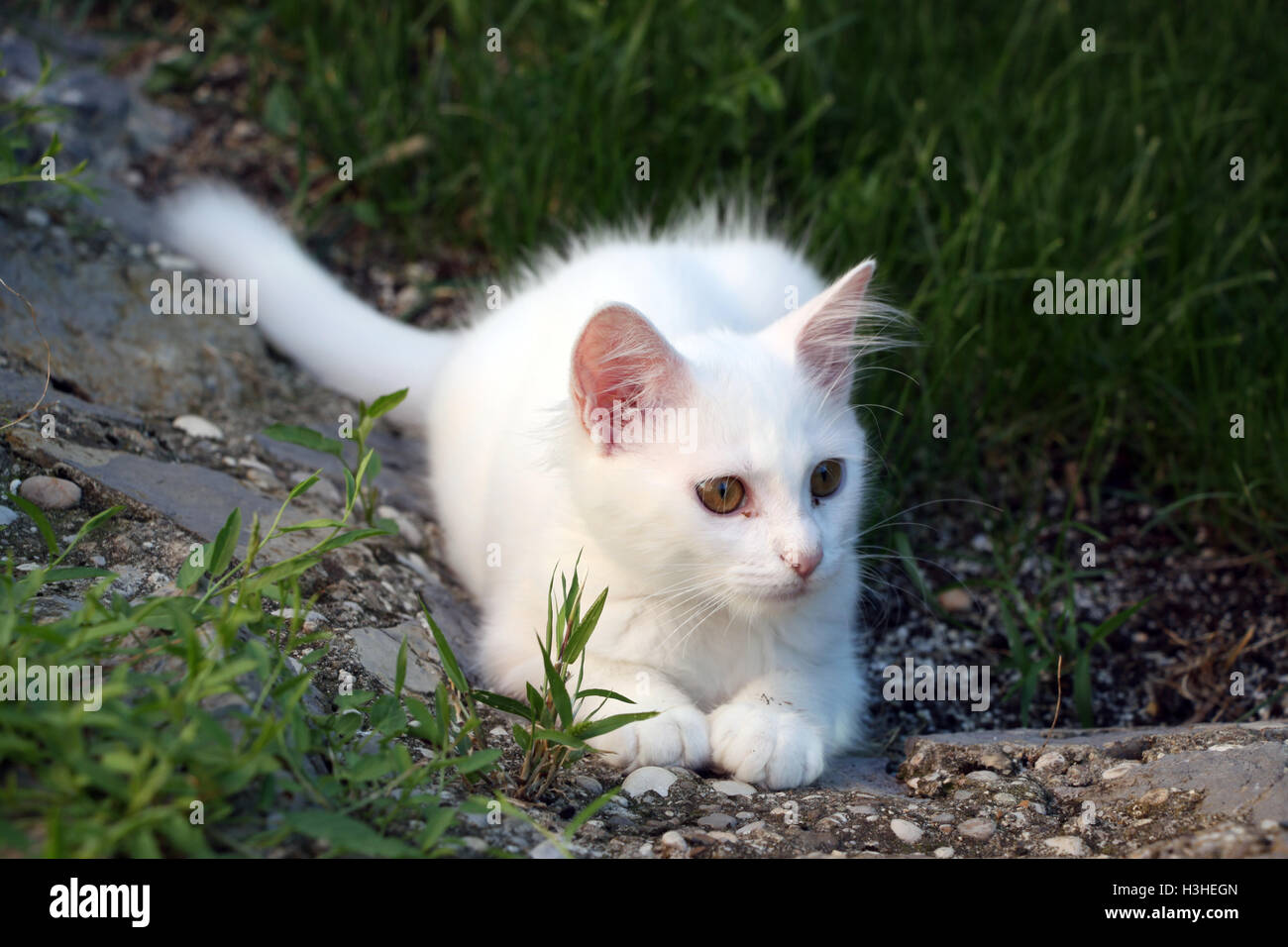 Chaton blanc lay in grass Banque D'Images
