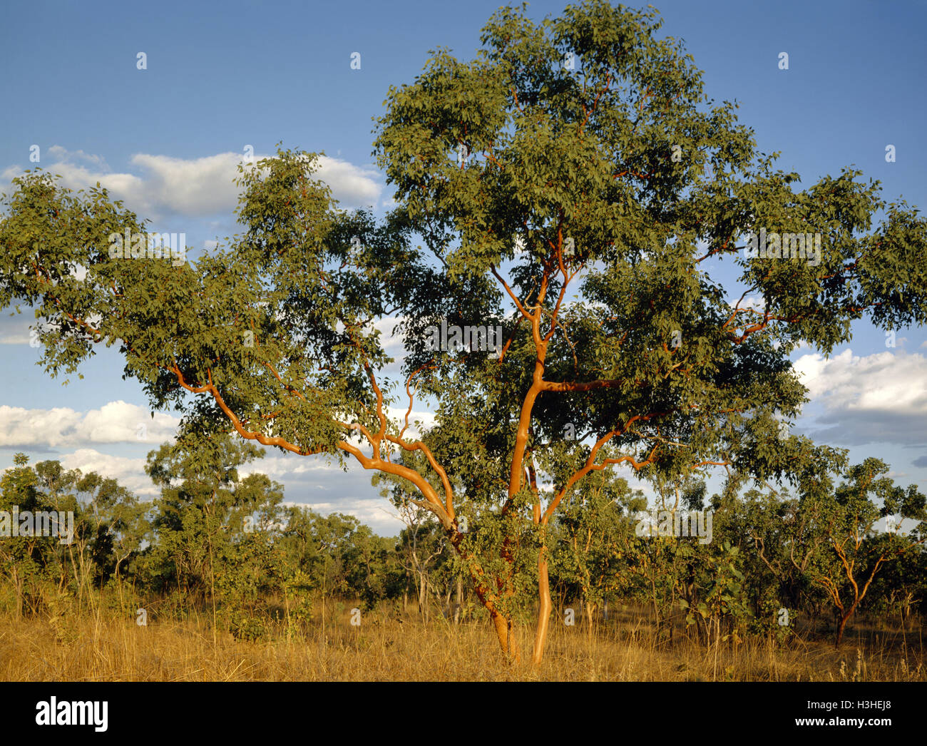 Tintinnans Eucalyptus gum (saumon) Banque D'Images