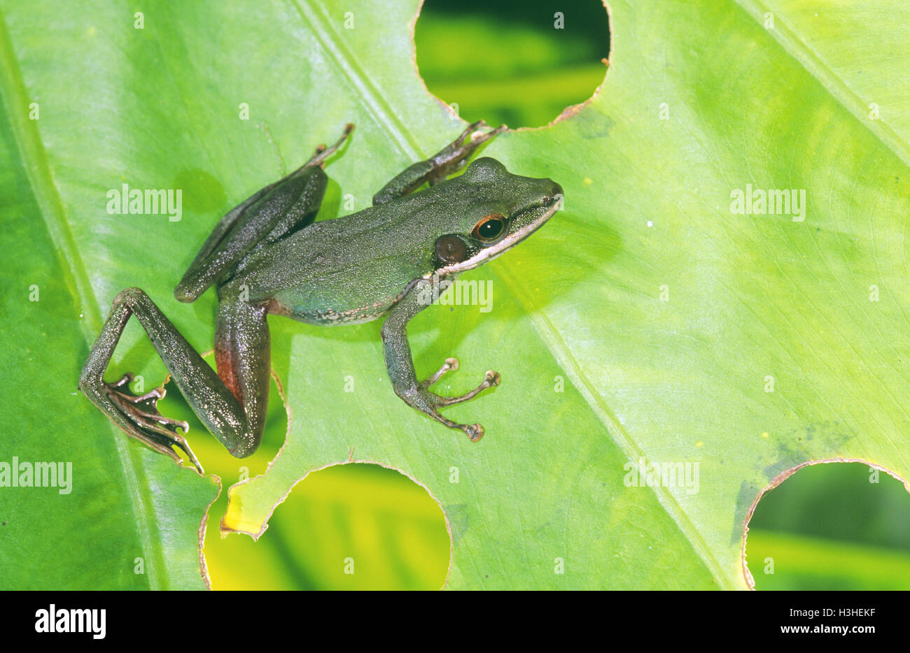 White-labiés Hylarana raniceps (grenouille) Banque D'Images